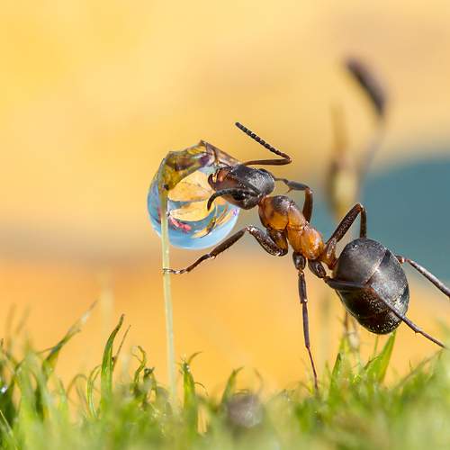 Превью фотографии фотографа Koledova Irina