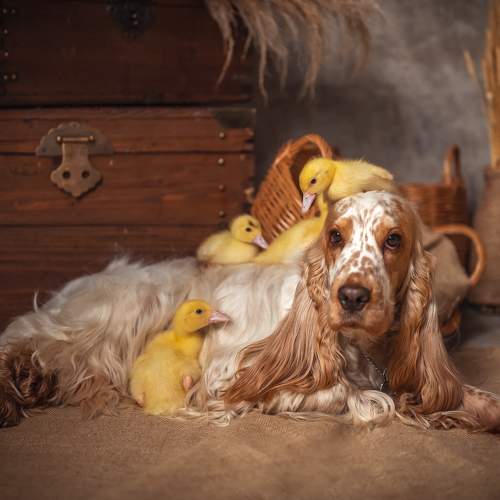 Превью фотографии фотографа Елена Савченкова