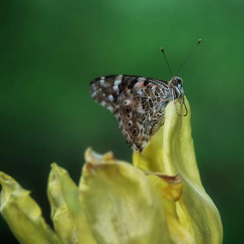 Превью фотографии фотографа Анастасия Думинская
