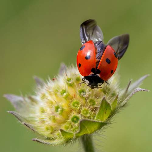 Превью фотографии фотографа Minyapol