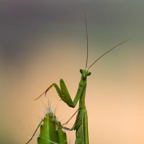 Превью фотографии фотографа Александр Земляной