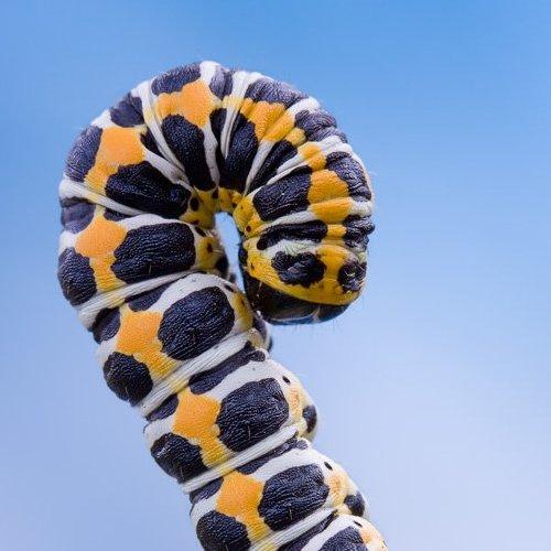 Превью фотографии фотографа Алексей Волков