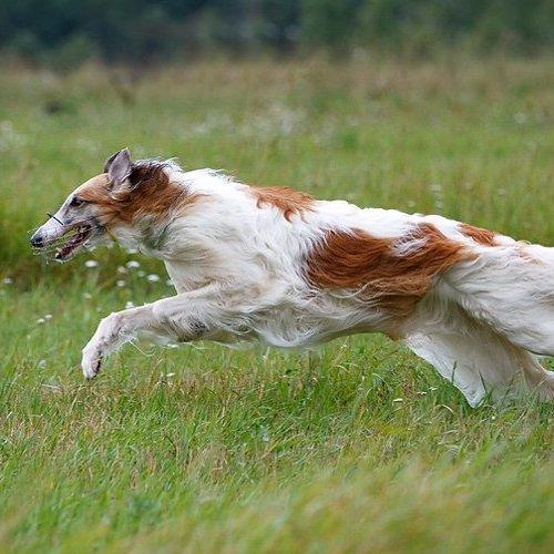 Превью фотографии фотографа KI-FA.ru