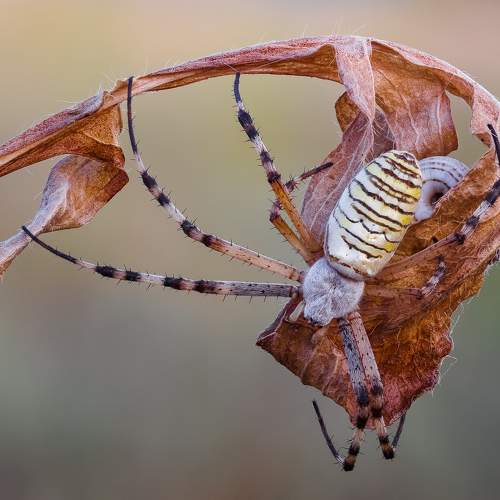 Превью фотографии фотографа Максим Сумской