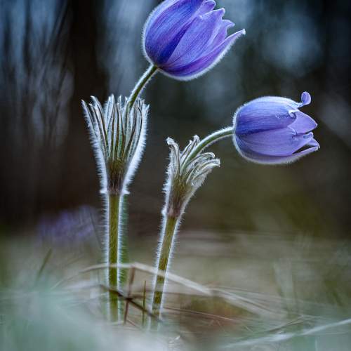 Превью фотографии фотографа Зайцев Роман