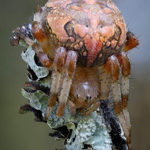 Превью фотографии фотографа Кузнецов Дмитрий