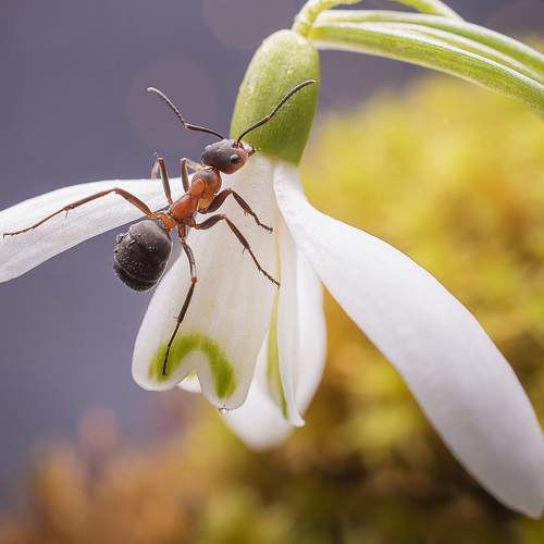 Превью фотографии фотографа Железнова Людмила