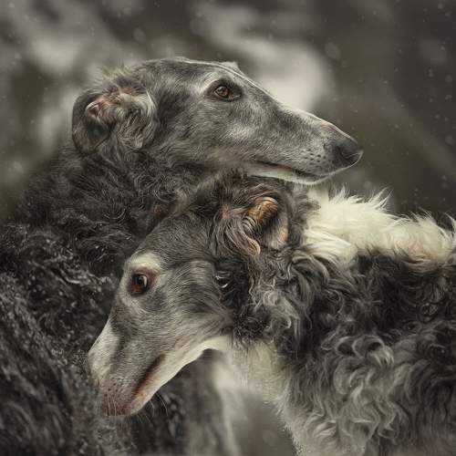 Превью фотографии фотографа Natalia Ricci