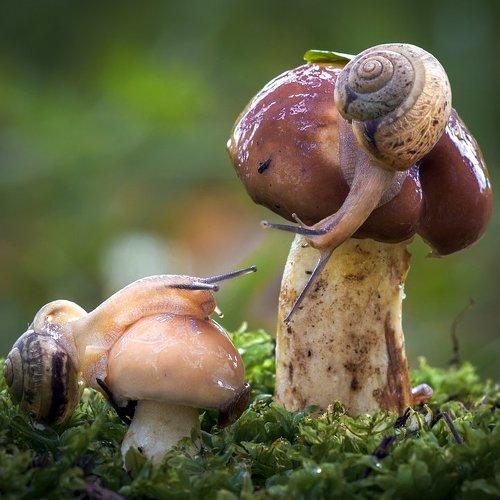 Превью фотографии фотографа Анатолич