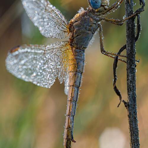 Превью фотографии фотографа Зайцев Роман