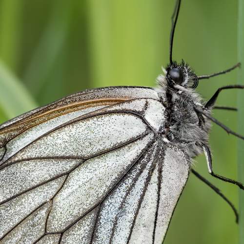 Превью фотографии фотографа Рагинская Ольга