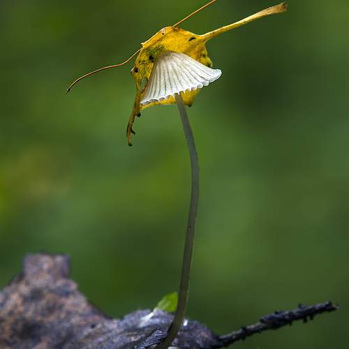 Превью фотографии фотографа Широких Александр