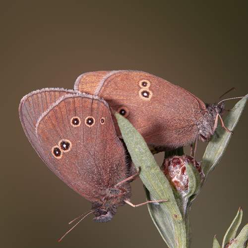 Превью фотографии фотографа Бурикова Екатерина