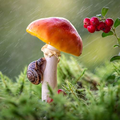 Превью фотографии фотографа Рагинская Ольга