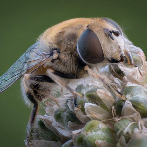Превью фотографии фотографа Сергей Брагин