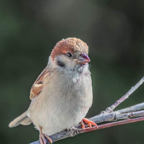 Превью фотографии фотографа Пушкин Сергей