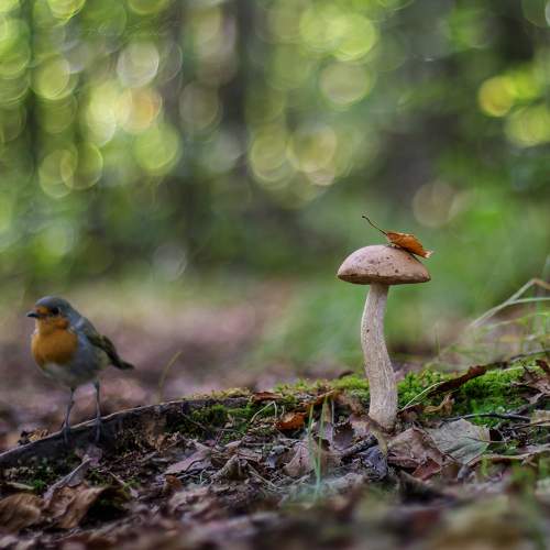 Превью фотографии фотографа Ершова Юлия