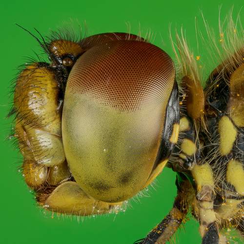 Превью фотографии фотографа Андрей Кривов