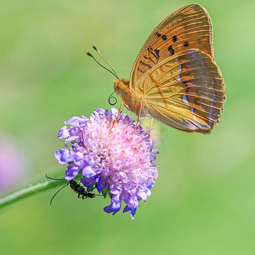 Превью фотографии фотографа Борис Новиков
