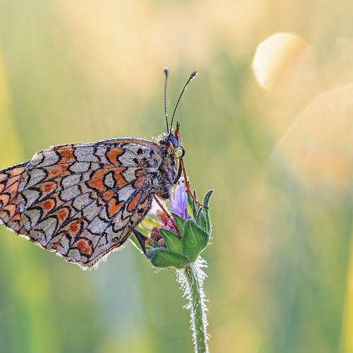 Превью фотографии фотографа Борис Новиков