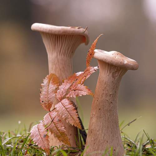 Превью фотографии фотографа Бурикова Екатерина