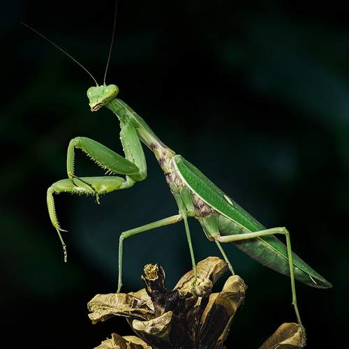 Превью фотографии фотографа Васильев Роман