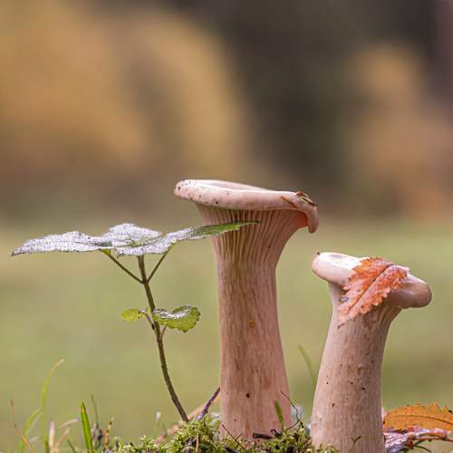 Превью фотографии фотографа Бурикова Екатерина