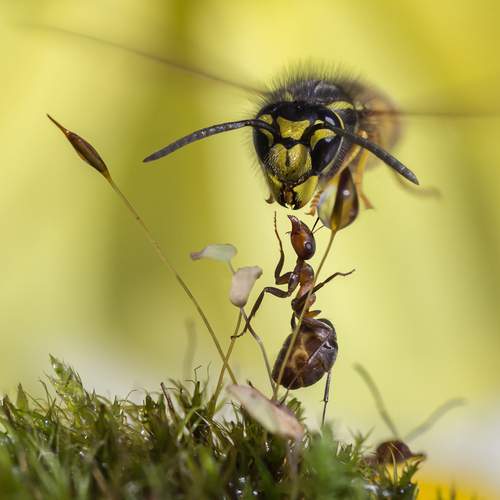 Превью фотографии фотографа Koledova Irina