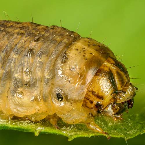 Превью фотографии фотографа Андрей Кривов
