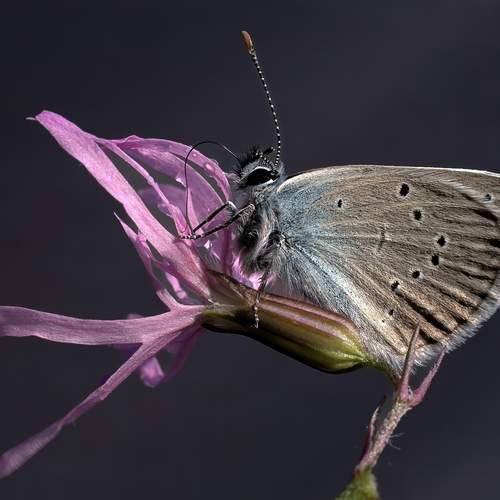 Превью фотографии фотографа Железнова Людмила