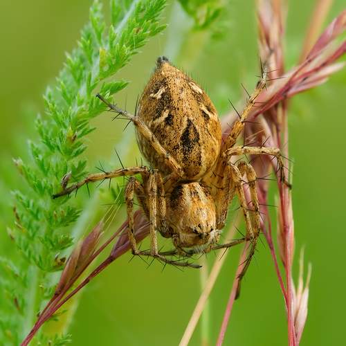 Превью фотографии фотографа Васильев Роман