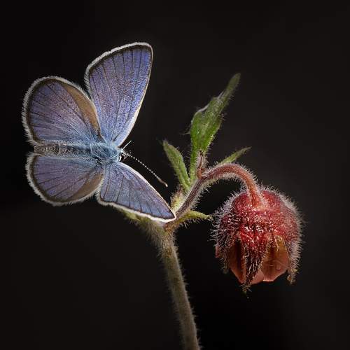 Превью фотографии фотографа Железнова Людмила