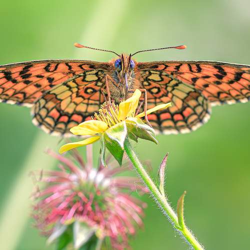 Превью фотографии фотографа Борис Новиков