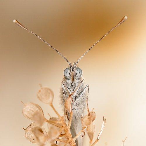 Превью фотографии фотографа Надежда Муравьёва