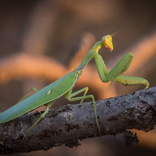 Превью фотографии фотографа Илья Михеев