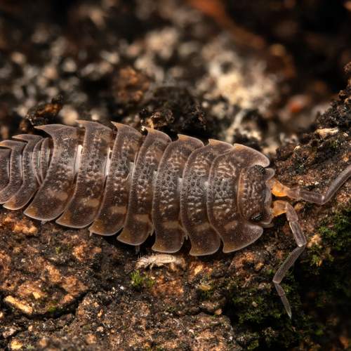 Превью фотографии фотографа  Богдан