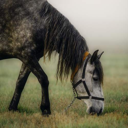 Превью фотографии фотографа Сухенко Олег