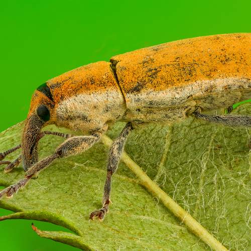 Превью фотографии фотографа Андрей Кривов