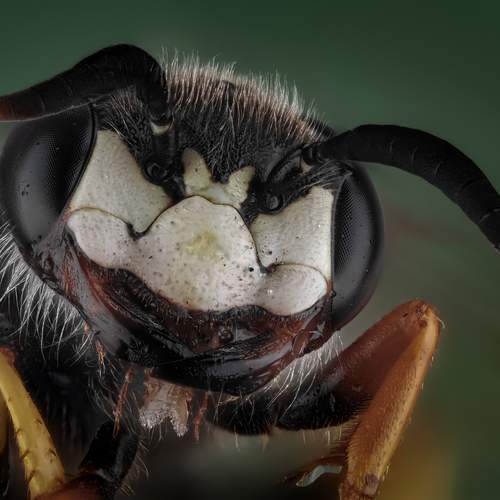 Превью фотографии фотографа Олег Савицкий