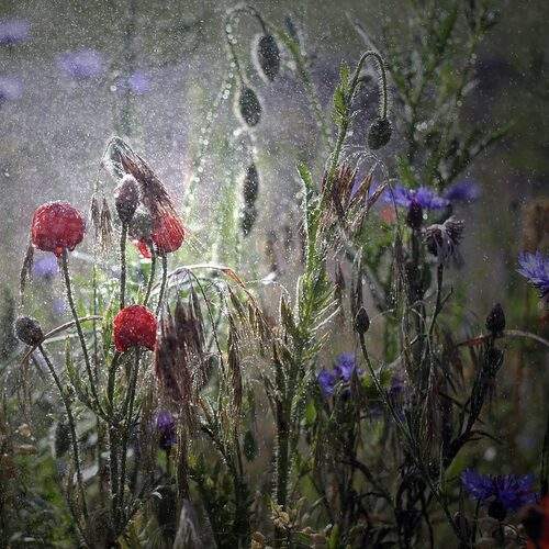 Превью фотографии фотографа krzysiek