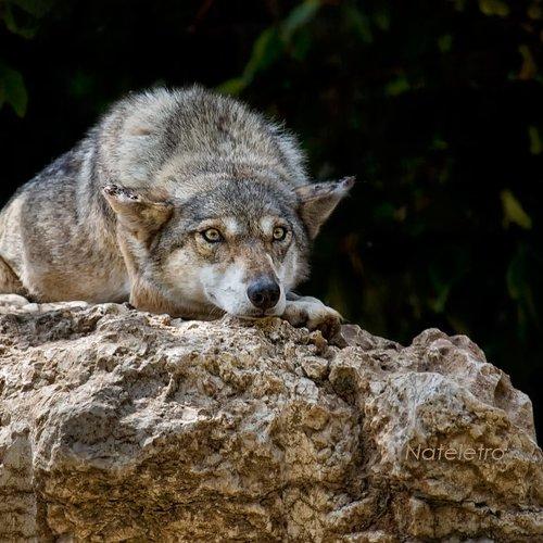 Превью фотографии фотографа Наталья Кузнецова (Nateletro)