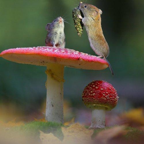 Превью фотографии фотографа Вадим Трунов