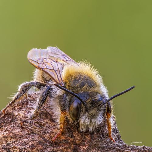 Превью фотографии фотографа Alexandr Melnik