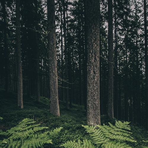 Превью фотографии фотографа Nikita Leksikov