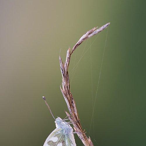 Превью фотографии фотографа Алексей Волков