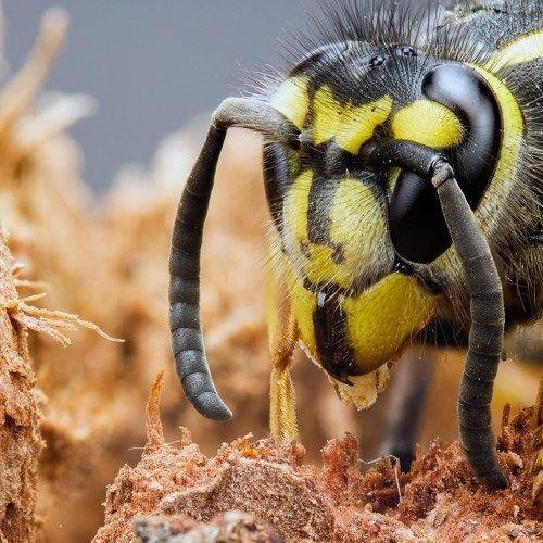 Превью фотографии фотографа  MiroM