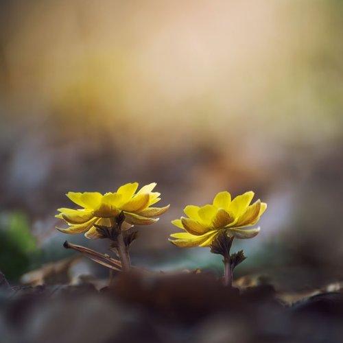 Превью фотографии фотографа Шинкарева Елена