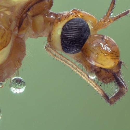 Превью фотографии фотографа Alexandr Melnik