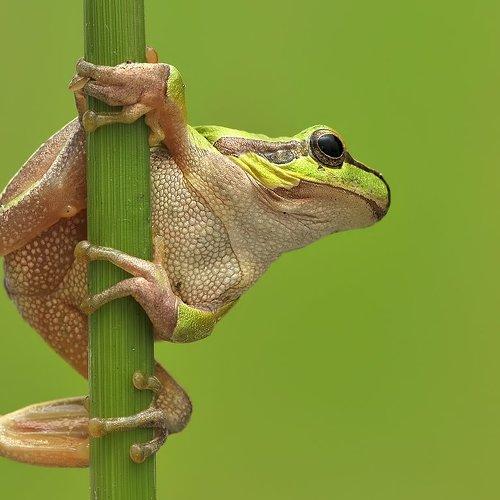 Превью фотографии фотографа Алёна Шевцова