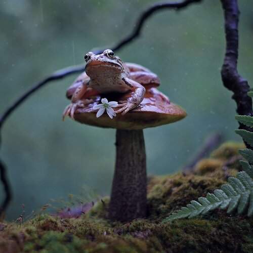 Превью фотографии фотографа Галина Горькавая